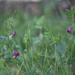 からすのえんどう（烏野豌豆）Vicia angustifolia_2