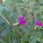 からすのえんどう（烏野豌豆）Vicia angustifolia_3