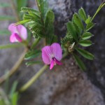 からすのえんどう（烏野豌豆）Vicia angustifolia_4