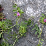 からすのえんどう（烏野豌豆）Vicia angustifolia_5