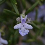 ローズマリーRosmarinus officinalis_0_2