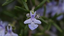 ローズマリーRosmarinus officinalis_0_2