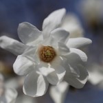 こぶし（（辛夷 ）Magnolia kobus_17