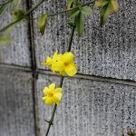 おうばい（（黄梅）Jasminum nudiflorum_4