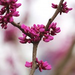 はなずおう（花蘇芳）Cercis chinensis_0 (6)