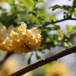 みつまた（三椏）Edgeworthia chrysantha_0