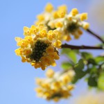 みつまた（三椏）Edgeworthia chrysantha_1