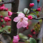 はなかいどう（花海棠）Malus halliana_2