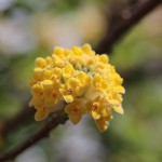 みつまた（三椏）Edgeworthia chrysantha_0 (1)