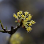 さんしゅゆ（山茱萸）Cornus officinalis_0_3