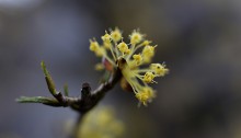 さんしゅゆ（山茱萸）Cornus officinalis_0_3