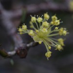 さんしゅゆ（山茱萸）Cornus officinalis_0_4