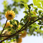 みつまた（三椏）Edgeworthia chrysantha_3