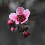 ぎょりゅうばい（檉柳梅）Leptospermum scoparium_3