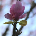 しもくれん（（紫木蓮）Magnolia Liliflora_1