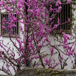 はなずおう（花蘇芳）Cercis chinensis_0