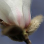 こぶし（（辛夷 ）Magnolia kobus_20