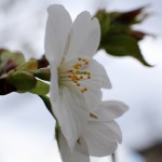 おおしまざくら（大島桜）Cerasus speciosa_0 (3)