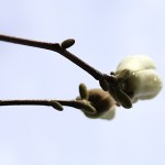 はくもくれん（（白木蓮）Magnolia heptapera_4