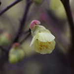 ひゅうがみずき（日向水木）Corylopsis pauciflora_3