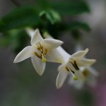 うぐいすかぐら〈白〉（鶯神楽）Lonicera gracilipes_5