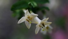 うぐいすかぐら〈白〉（鶯神楽）Lonicera gracilipes_5