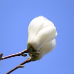 はくもくれん（（白木蓮）Magnolia heptapera_5
