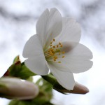 おおしまざくら（大島桜）Cerasus speciosa_0 (5)