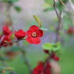 ぼけ（木瓜）Chaenomeles speciosa_4