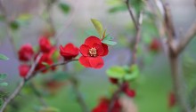 ぼけ（木瓜）Chaenomeles speciosa_4