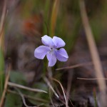 たちつぼすみれ （立壺菫）Viola grypoceras_3