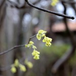 とさみずき（土佐水木）Corylopsis spicata_0_6