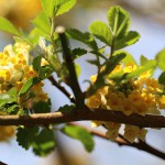 みつまた（三椏）Edgeworthia chrysantha_0 (3)