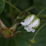 かじいちご（.構苺）Rubus trifidus_3