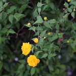 やえやまぶき（八重山吹）Kerria japonica cv. Plena_0 (3)