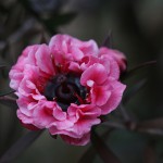 ぎょりゅうばい（檉柳梅）Leptospermum scoparium_5