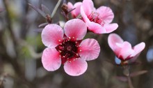 ぎょりゅうばい（檉柳梅）Leptospermum scoparium_1