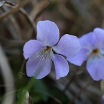 たちつぼすみれ （立壺菫）Viola grypoceras_2