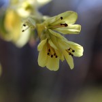 とさみずき（土佐水木）Corylopsis spicata_0_4