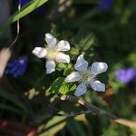 きいちご（木苺）Rubus palmatusvar. coptophyllus_3