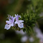 ローズマリーRosmarinus officinalis_0_4