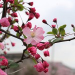 はなかいどう（花海棠）Malus halliana_9