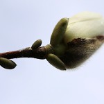 はくもくれん（（白木蓮）Magnolia heptapera_3