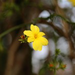 おうばい（（黄梅）Jasminum nudiflorum_2