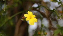 おうばい（（黄梅）Jasminum nudiflorum_2