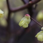 ひゅうがみずき（日向水木）Corylopsis pauciflora_9