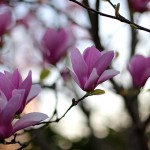 しもくれん（（紫木蓮）Magnolia Liliflora_3