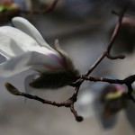 こぶし（（辛夷 ）Magnolia kobus_9
