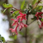 うぐいすかぐら〈ピンク〉（鶯神楽）Lonicera gracilipes_11