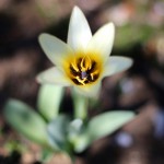 チューリップトルケスタニカ Tulipa turkestanica _1